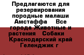 Предлагаются для резервирования породные малаши Амстаффа  - Все города Животные и растения » Собаки   . Краснодарский край,Геленджик г.